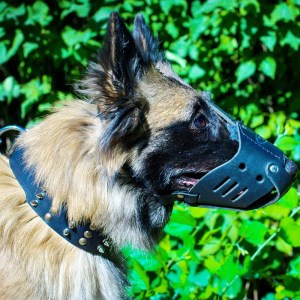 Черный кожаный намордник для тервюрена «Trained dog»